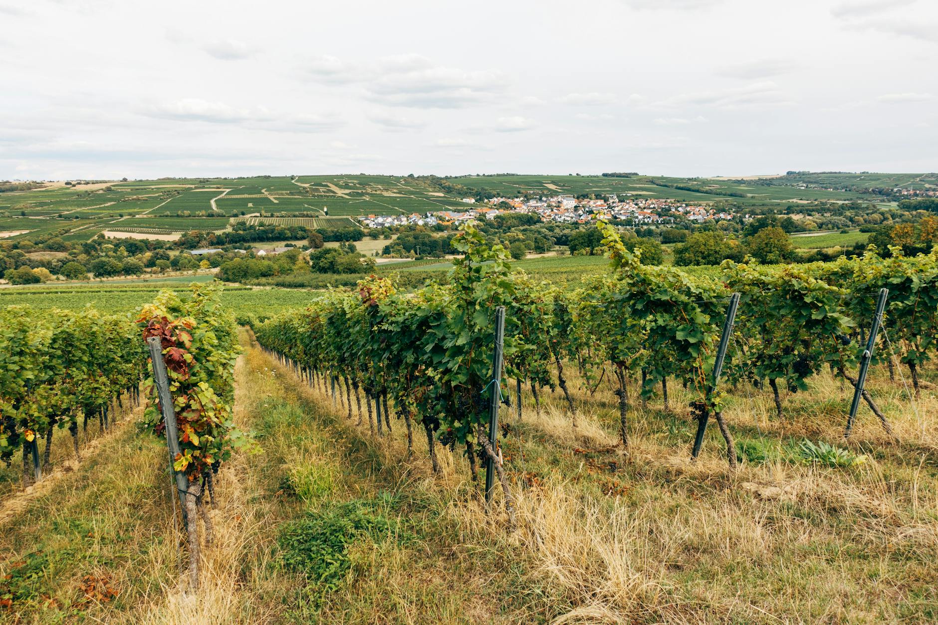 Beautiful vineyard scene showcasing lush grapevines and a scenic view of the countryside, perfect for wine enthusiasts.