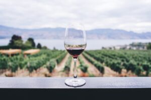 Weinlese Zeitpunkt: Wann sind die Trauben wirklich reif?